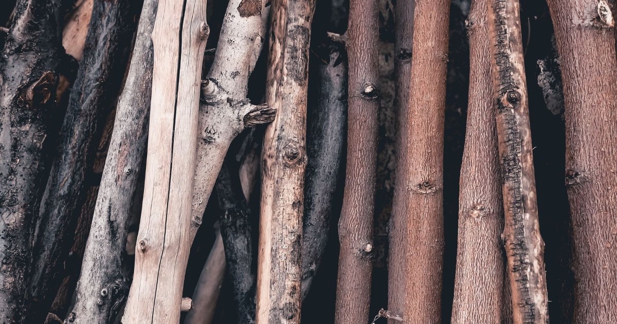 A bundle of plain wooden walking sticks gathered together